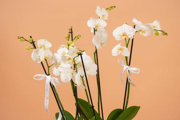 4 Stems Orchid Pot