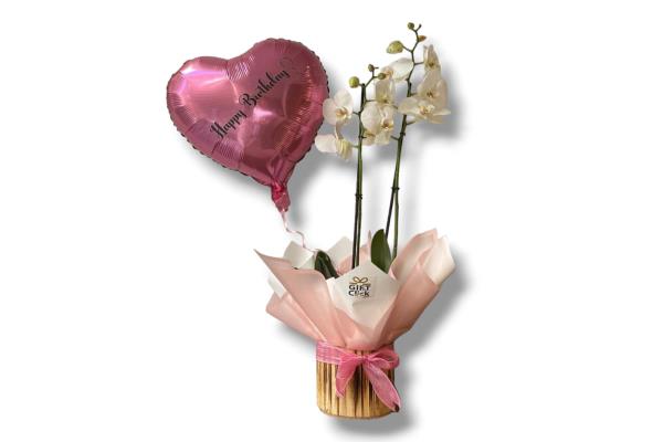 Orchid Affection Bundle