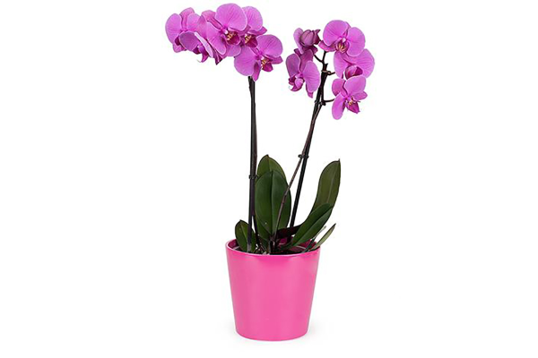 Purple Orchid-Twin Stems | Mother