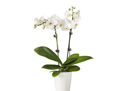 White Orchid-Twin Stems | Mother