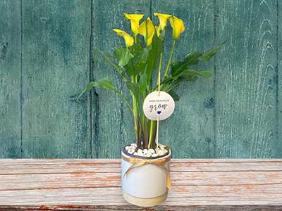 Yellow Arum Plant