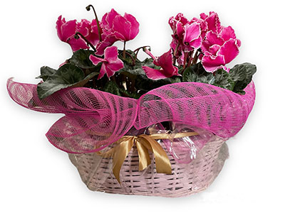 Cyclamen Basket|Present