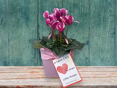 Cyclamen Plant in Pot